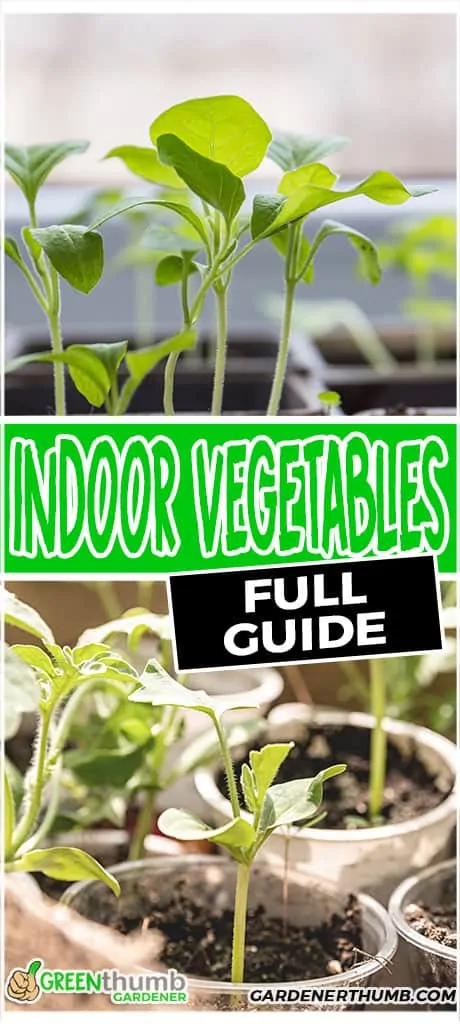 vegetable garden to grow inside