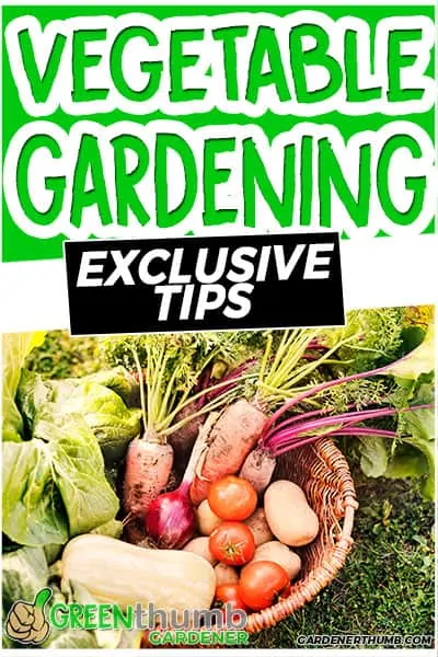 vegetable gardening tips and tricks