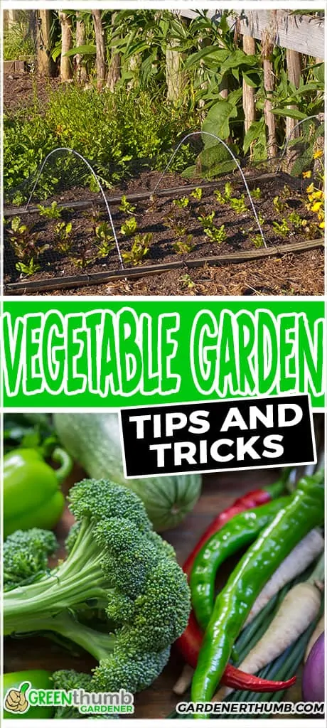 vegetable garden tips and tricks