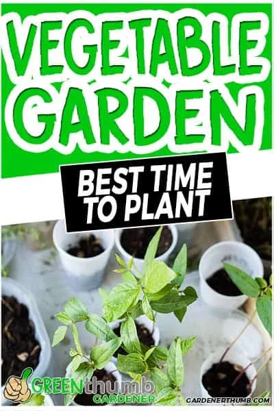 vegetable garden best time to plant