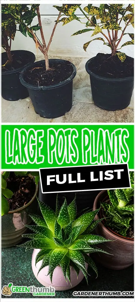 large pots plants full list