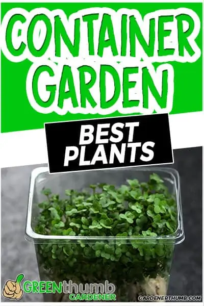 container garden best plants