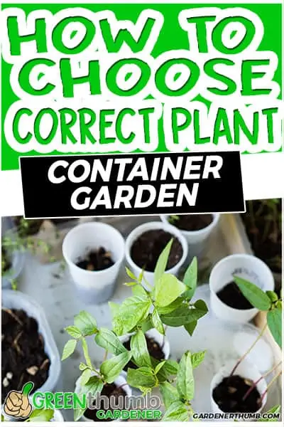 how to choose correct plant container garden