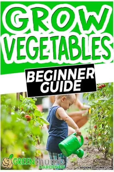 grow vegetables beginner guide