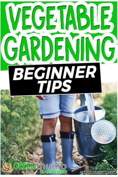 vegetable gardening beginner tips