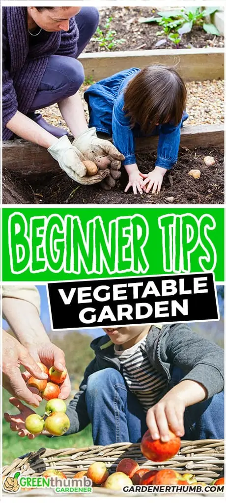 beginner tips vegetable garden