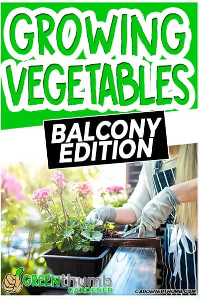 growing vegetables on pots in balcony