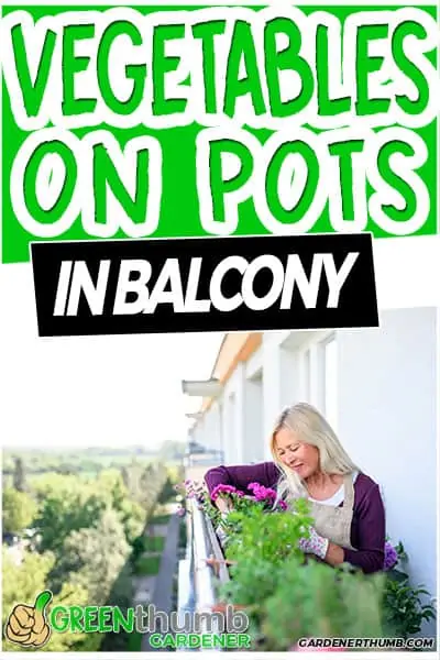 vegetables on pots in balcony