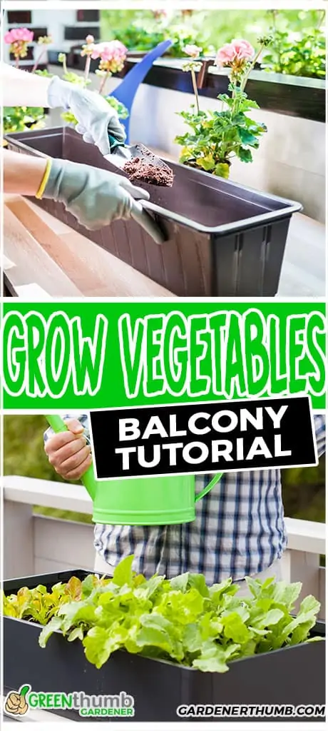 grow vegetables balcony tutorial