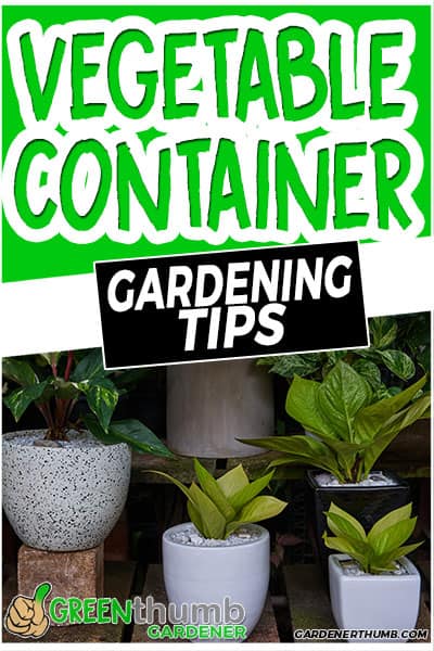 vegetable container gardening tips