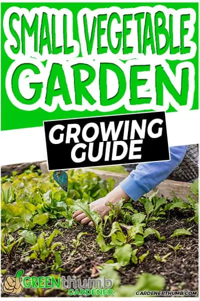 small vegetable garden growing guide