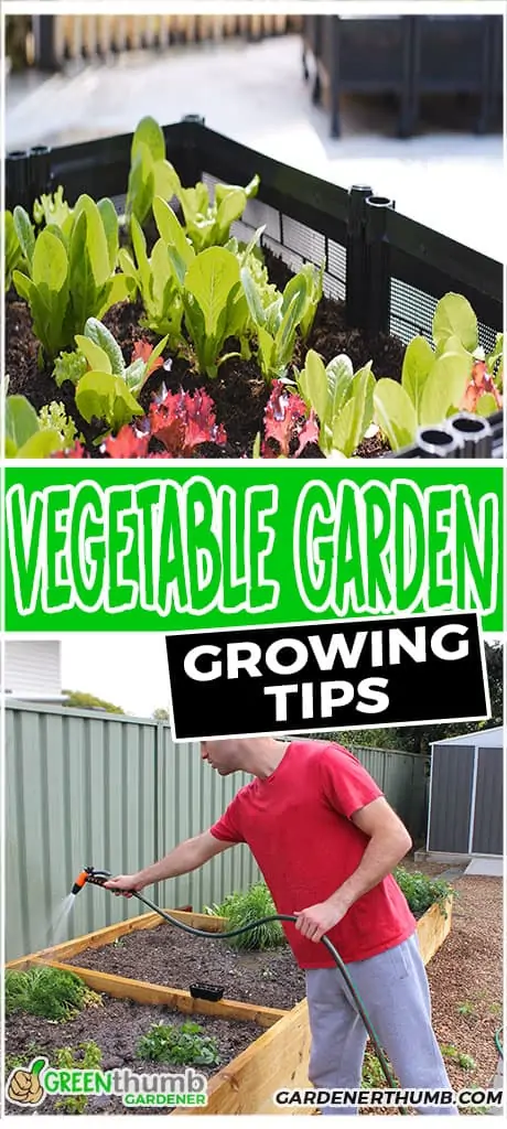 vegetable garden growing tips