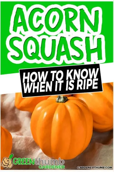 acorn squash how to know when it is ripe