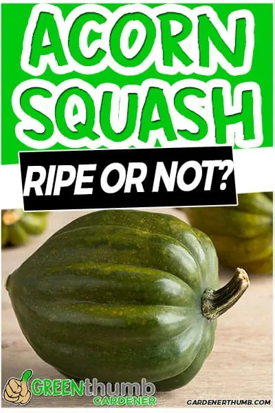 acorn squash ripe or not?