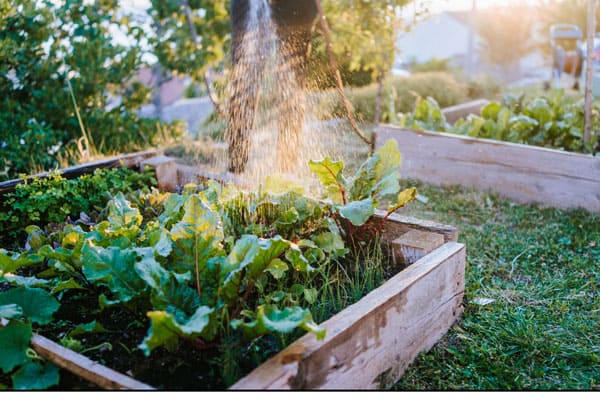 raised bed vegetabke gardening for beginners