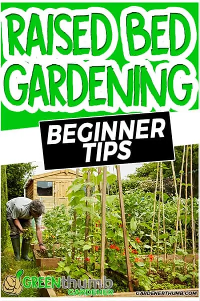 raised bed gardening beginner tips