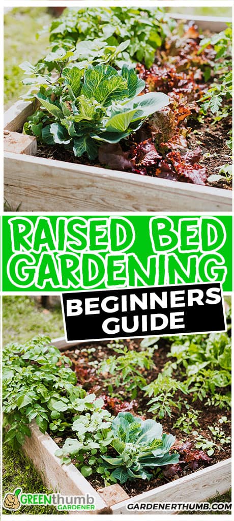 Raised Bed Vegetable Gardening For Beginners [Must Read] | Green Thumb ...