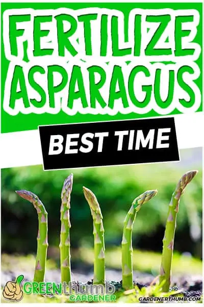 fertilize asparagus best time