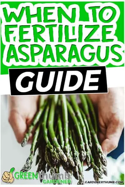 when to fertilize asparagus guide