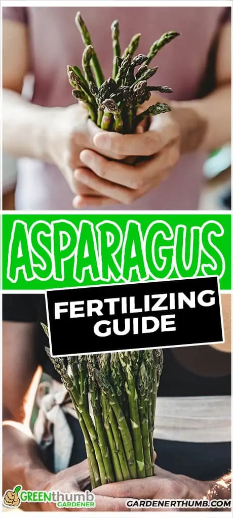 asparagus fertilizing guide