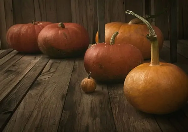 best fertilizers for pumpkin
