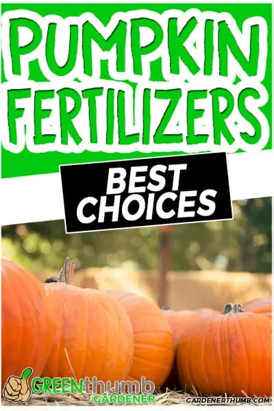 pumpkin fertilizers best choices