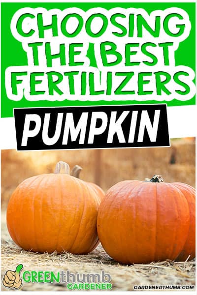 Best Fertilizer For Pumpkins (2022 Grow Big Guide) | Green Thumb Gardener