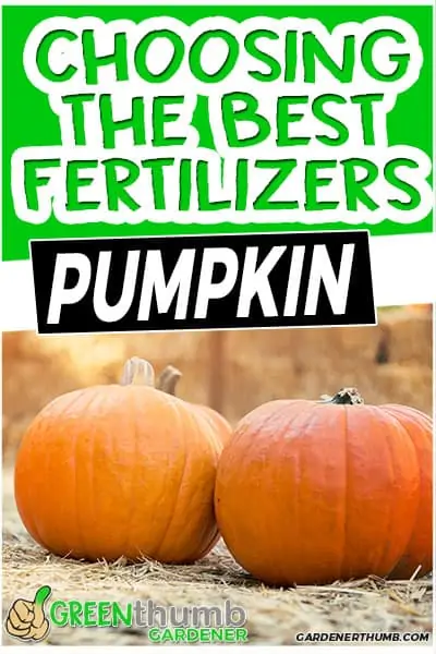 choosing the best fertilizers pumpkin