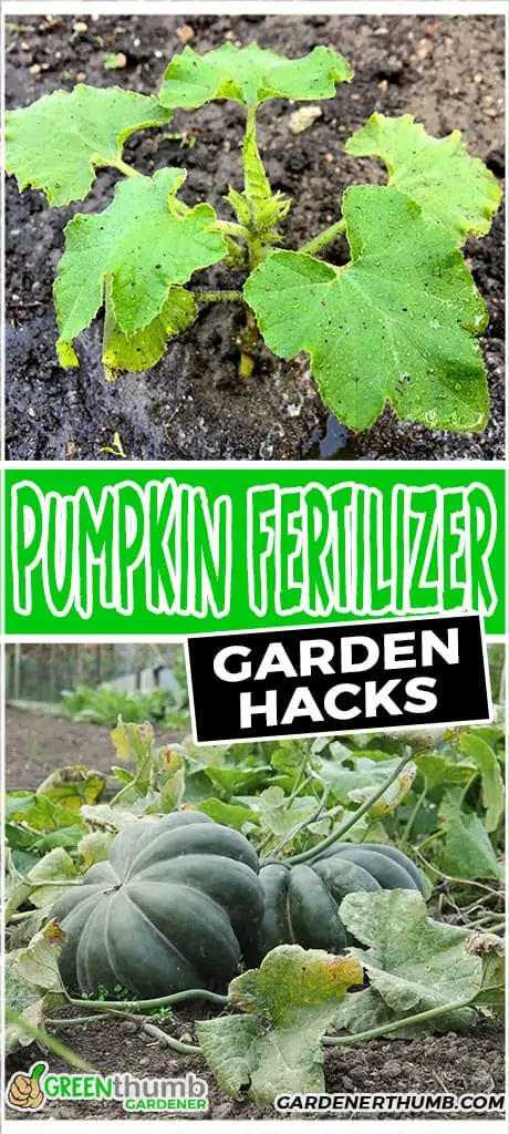 pumpkin fertilizer garden hacks