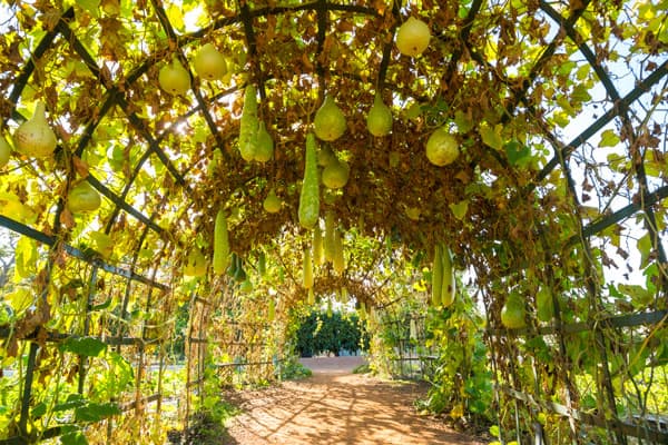 Best Garden Arbors Review & Buying Guide
