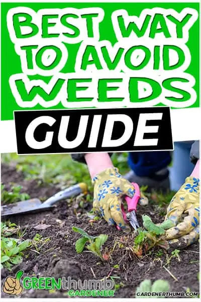 best way to avoid weeds guide