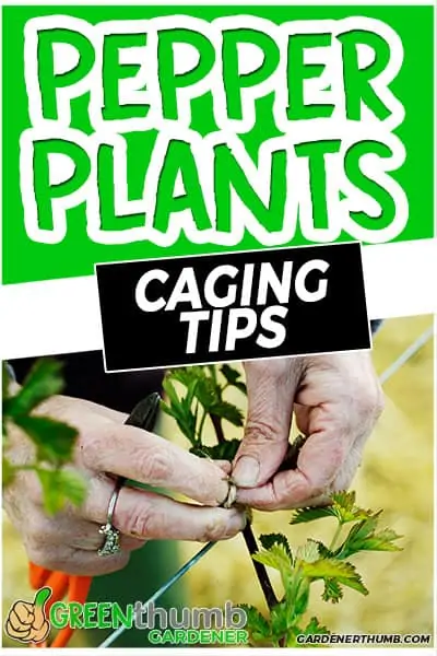 pepper plants caging tips