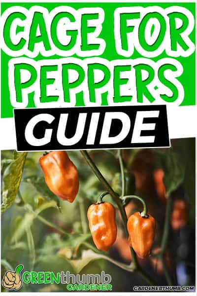 cage for peppers guide