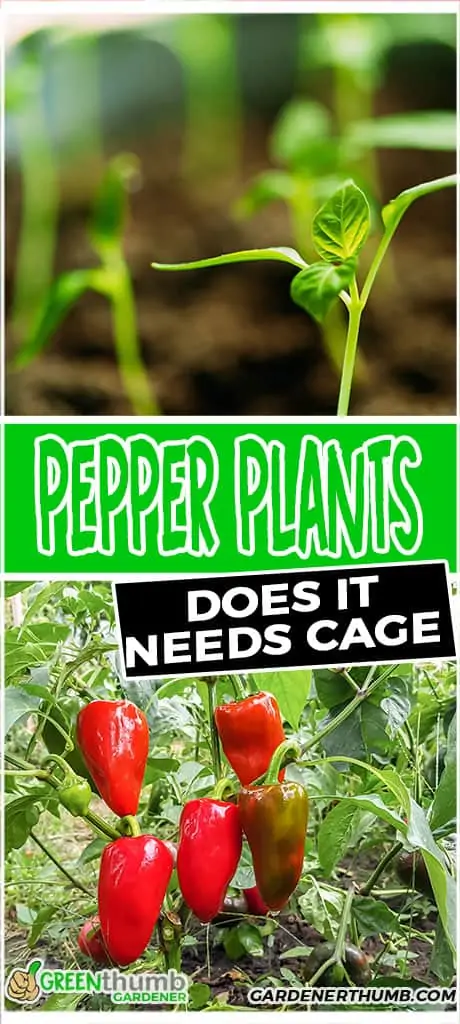 pepper plants does it needs cage