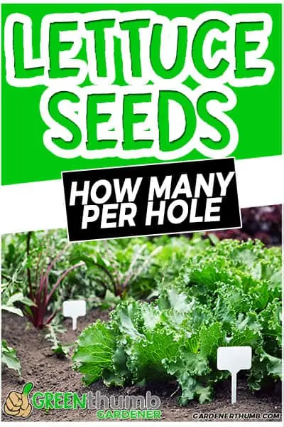 lettuce seeds how many per hole