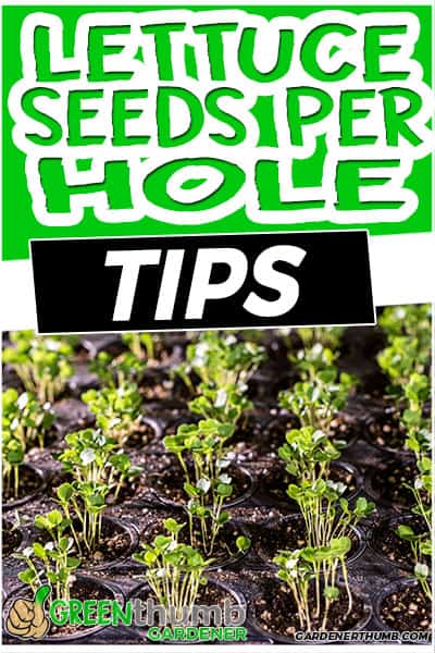 lettuce seeds per hole tips