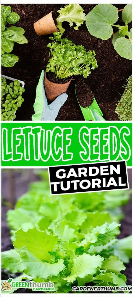 lettuce seeds garden tutorial