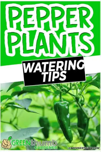 pepper plants watering tips
