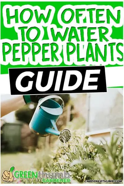 how often to water pepper plants guide