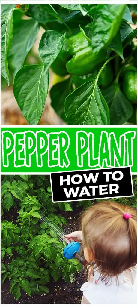 pepper plant how to water