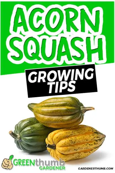acorn squash growing tips