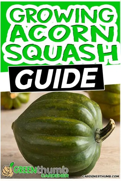 growing acorn squash uide