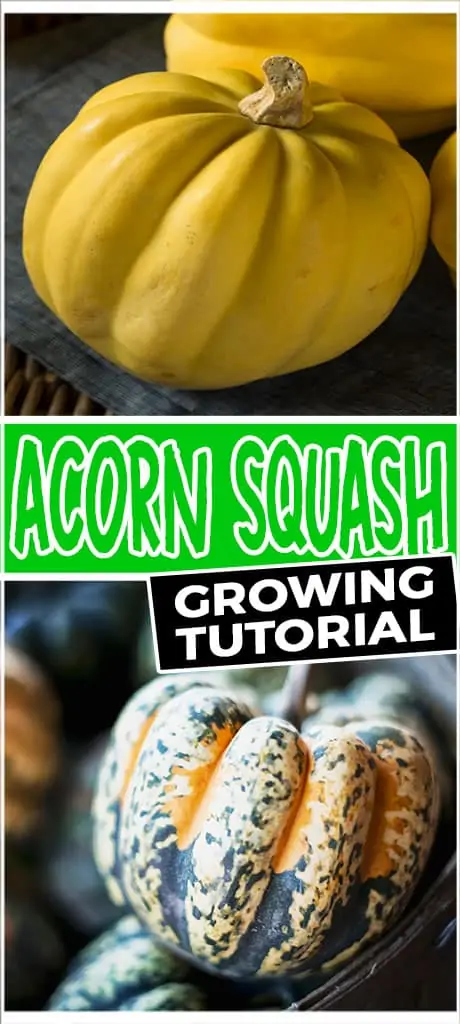acorn squash growing tutorial