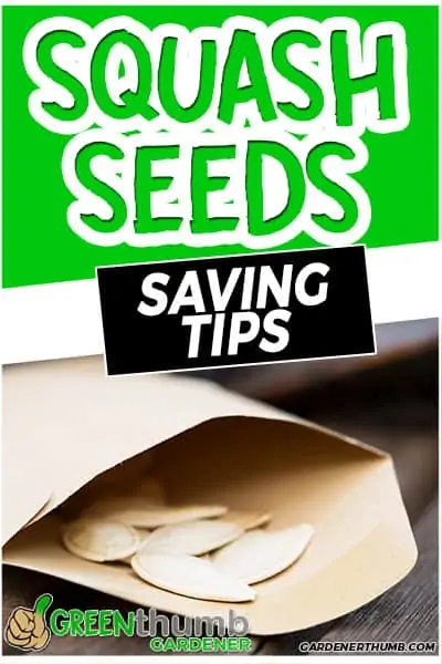 squash seeds saving tips
