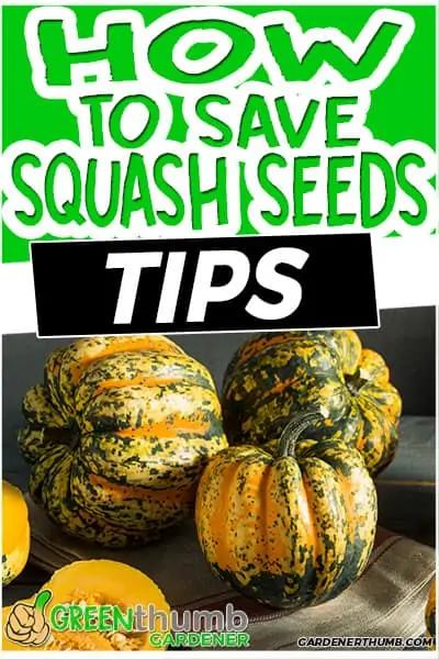 how to save squash seeds tips