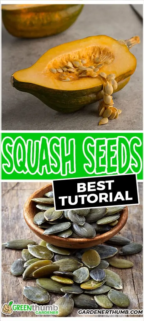 squash seeds best tutorial