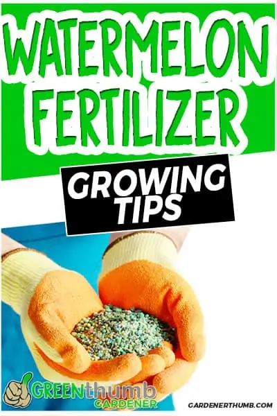 watermelon fertilizer growing tips