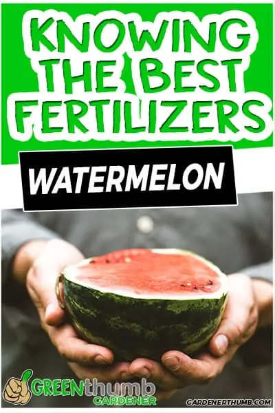 knowing the best fertilizers watermelon