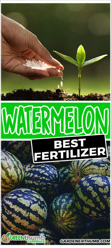 Watermelon Fertilizer [tips To Grow Big Melons] Green Thumb Gardener