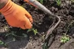 removing weeds